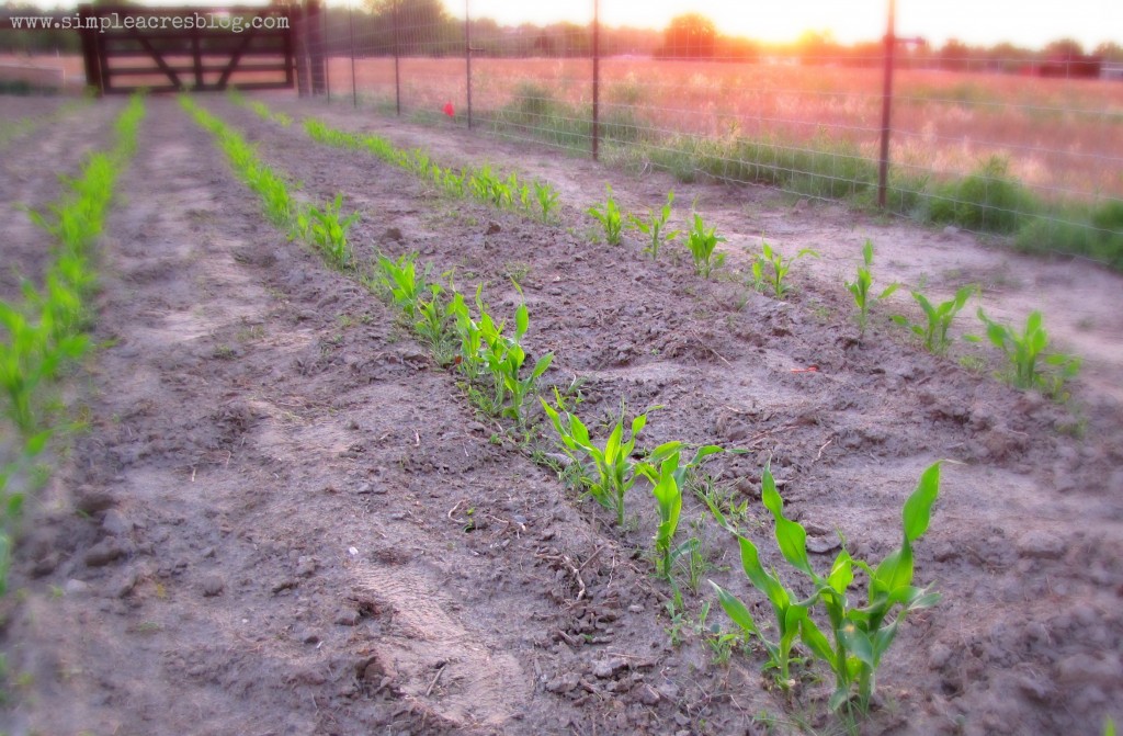 garden growing